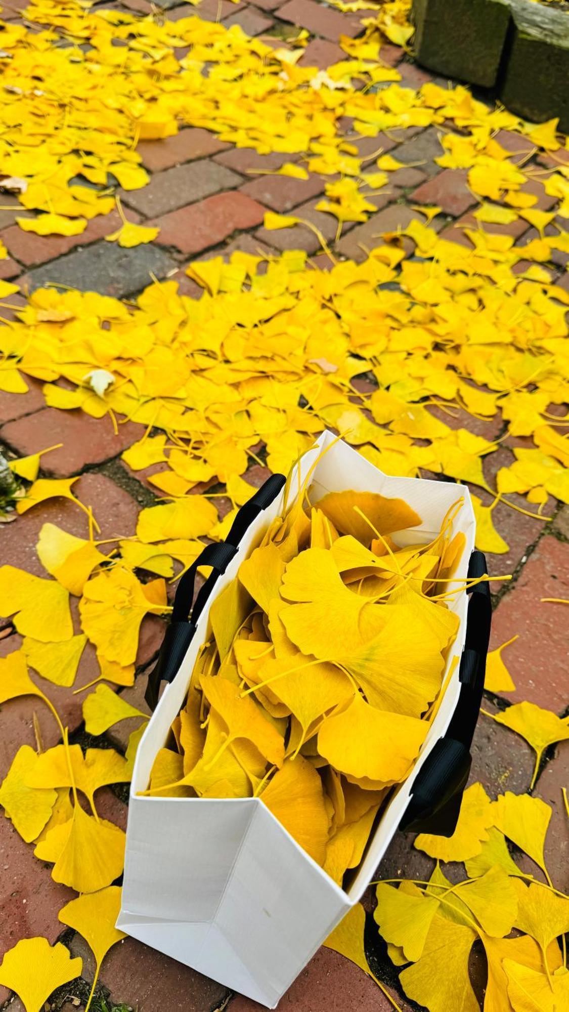 Ginkgo House On Harvard 剑桥 外观 照片